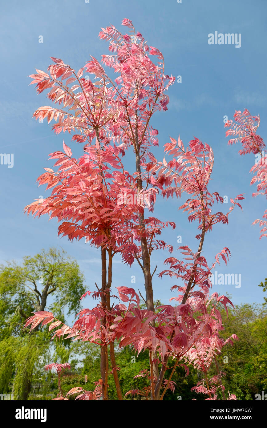 Cedrela sinensis or Toona sinensis with its red leaves Stock Photo