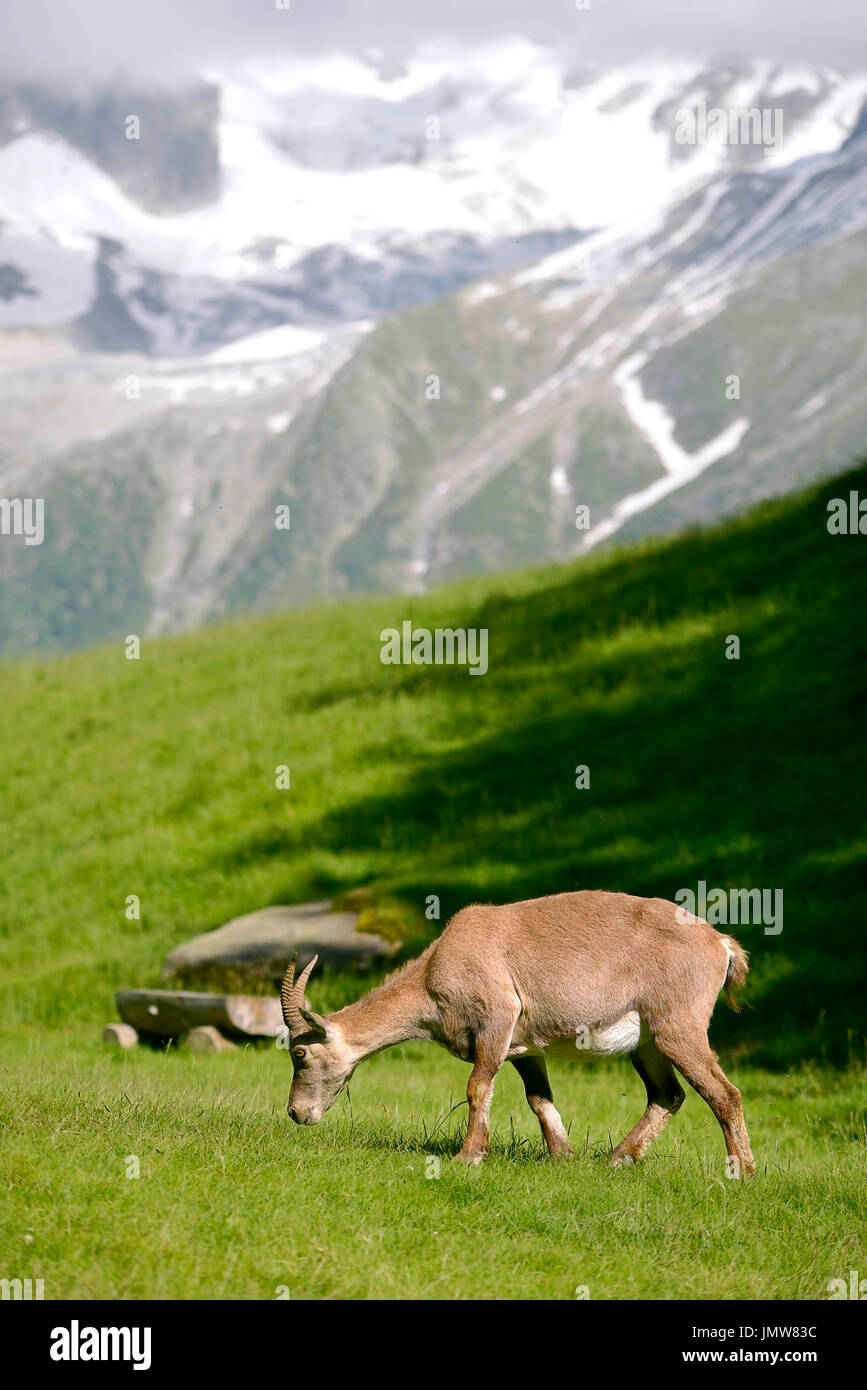 Profile female Alpine ibex (Capra ibex) in the mountains of the Alps from around chamonix-Mont-blanc in France Stock Photo