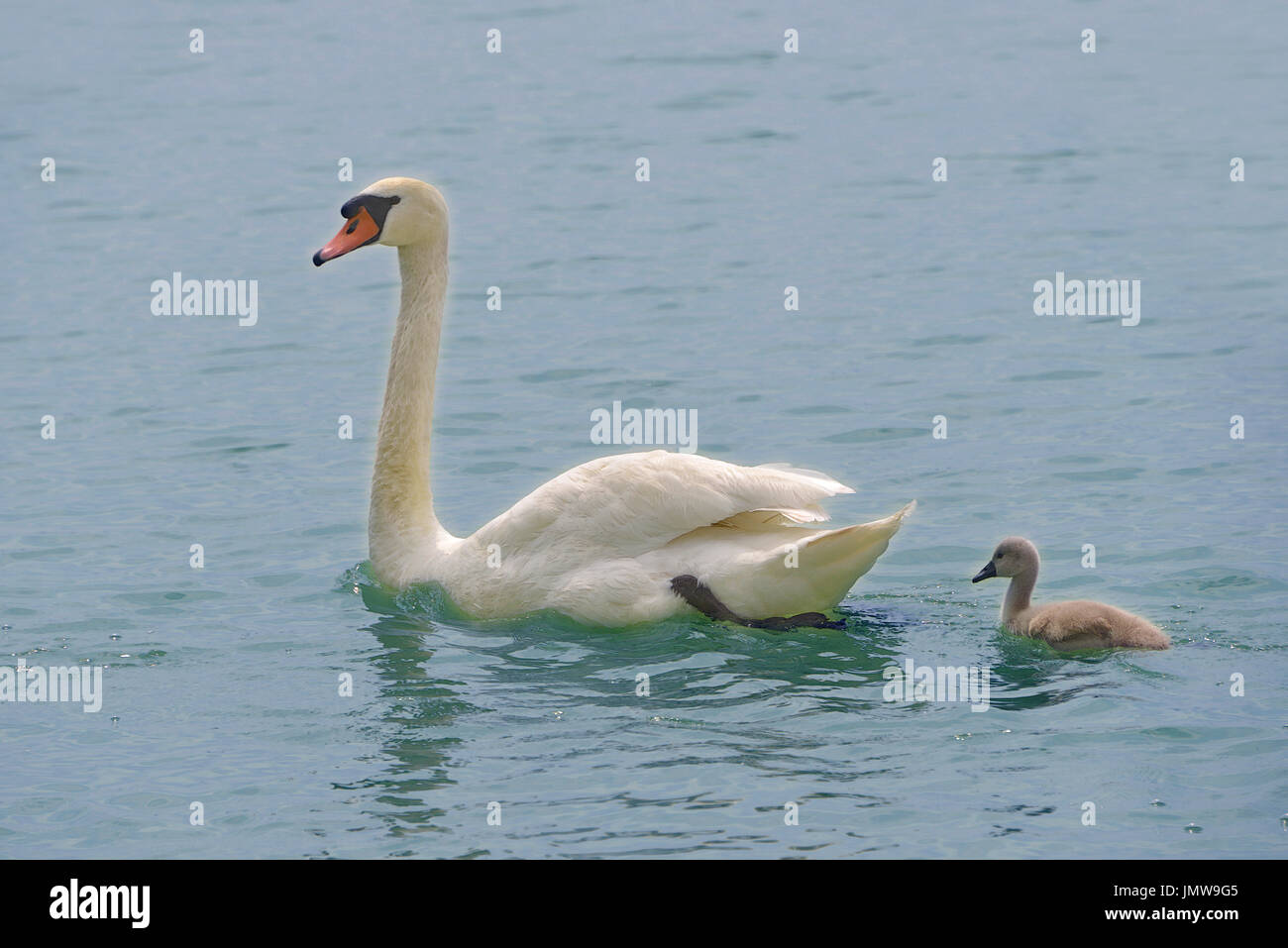 Closeup mute swan (Cygnus olor) with its nestling swimming on water of Italian lake Stock Photo
