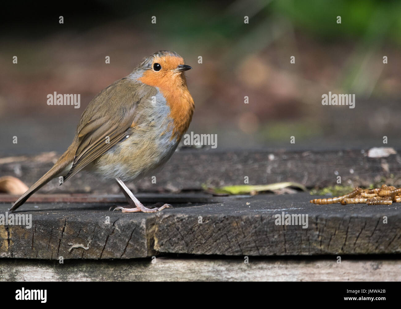 Robin with mealworms Stock Photo Alamy
