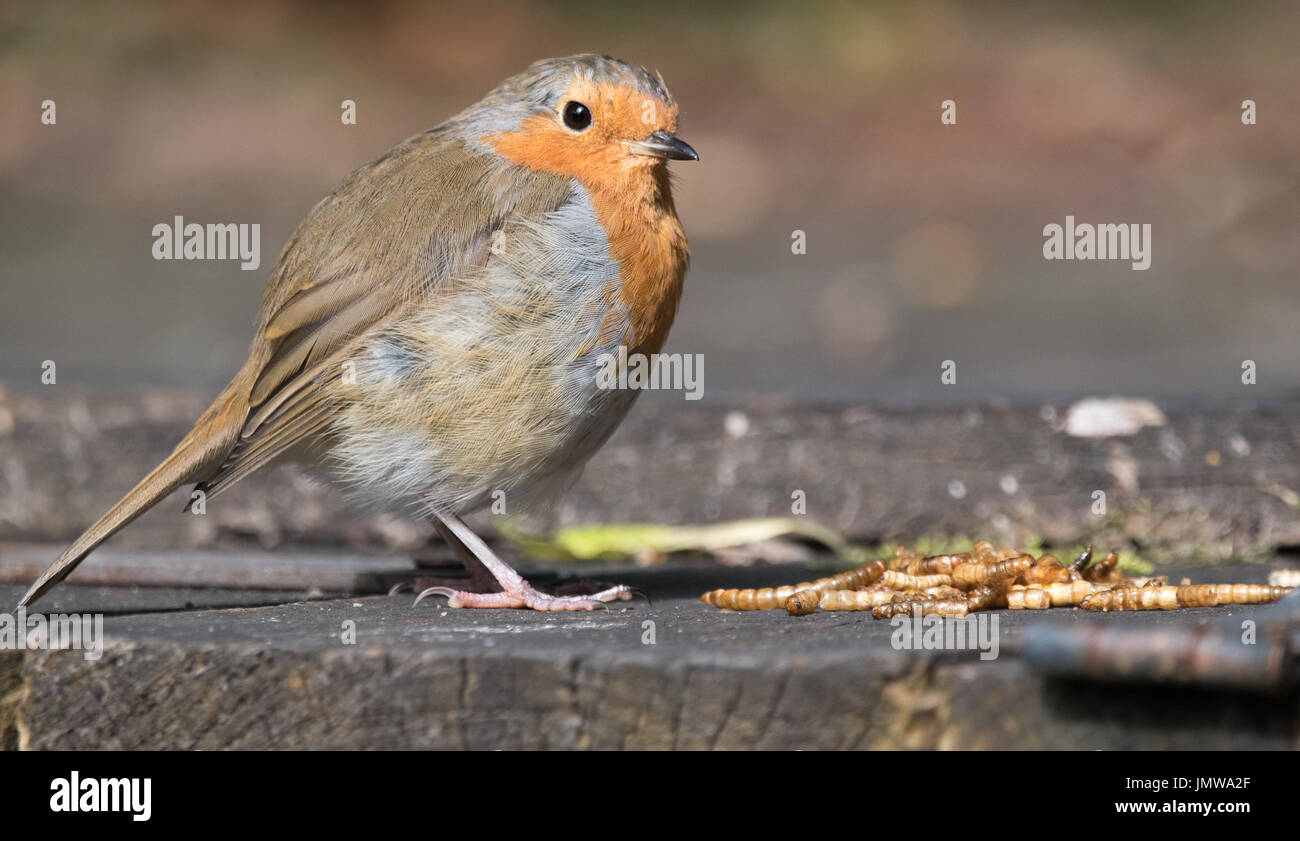 Robin with mealworms Stock Photo Alamy