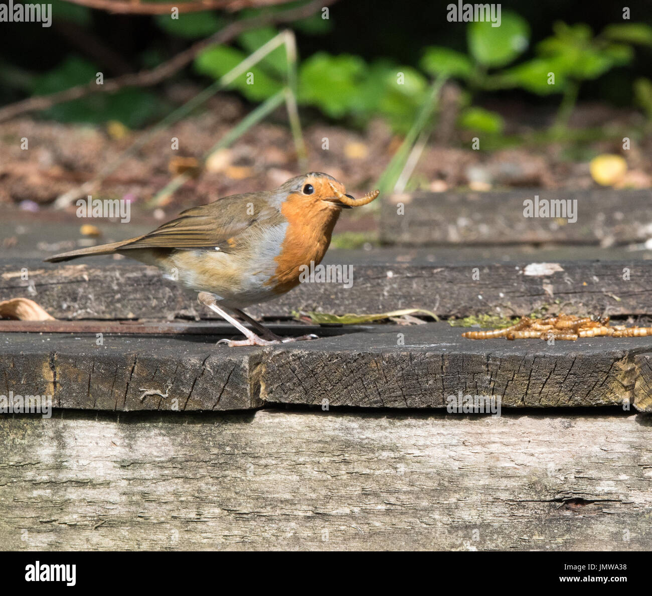 Robin with mealworms Stock Photo Alamy