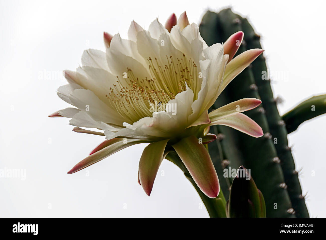 Cactus flower close up hires stock photography and images Alamy