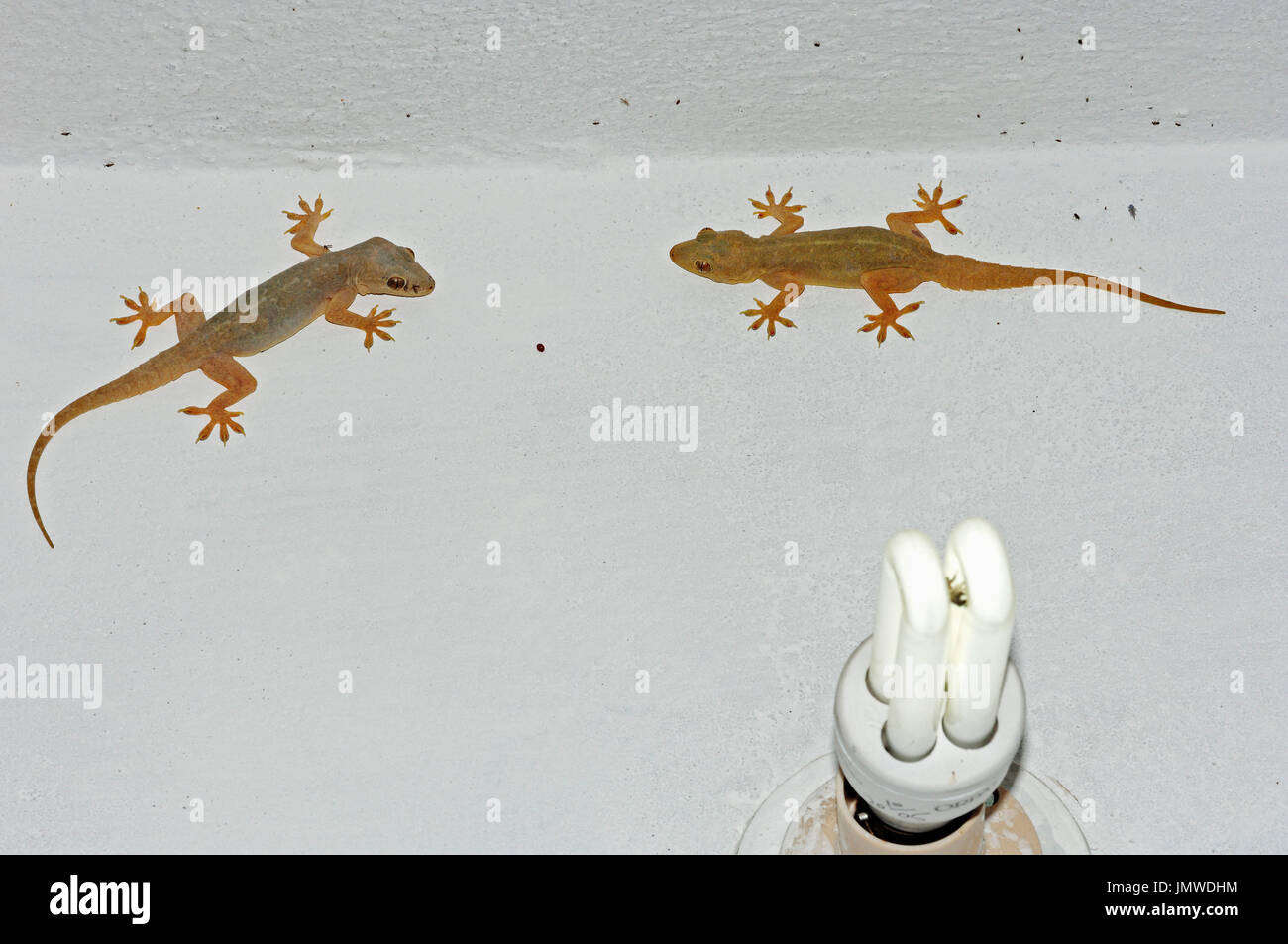 Common House Geckos on house wall, Rajasthan, India / (Hemidactylus  frenatus) / Spiny-tailed House Gecko | Asiatische Hausgeckos und Lampe  Stock Photo - Alamy