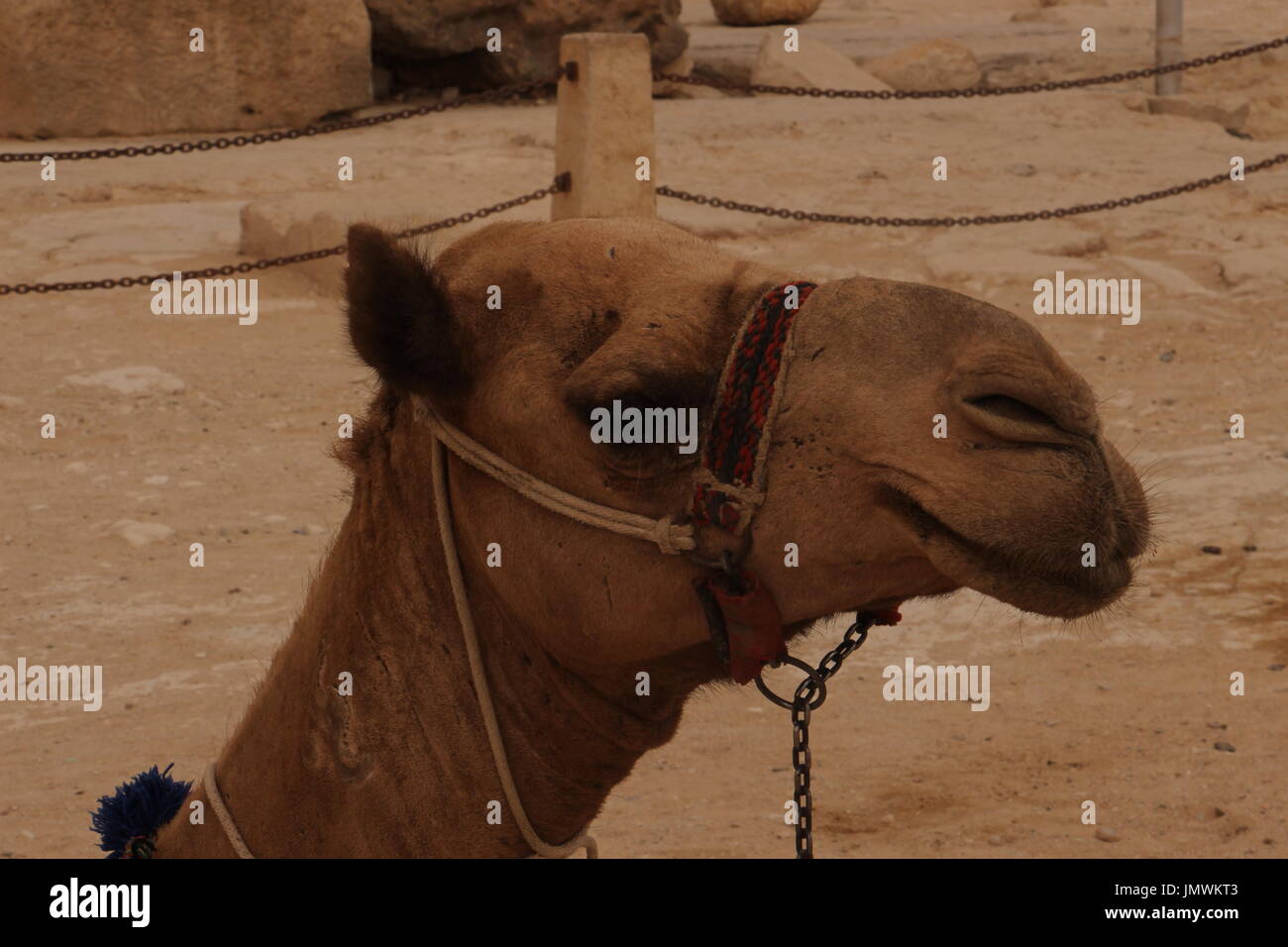Camel Cavalry High Resolution Stock Photography And Images Alamy