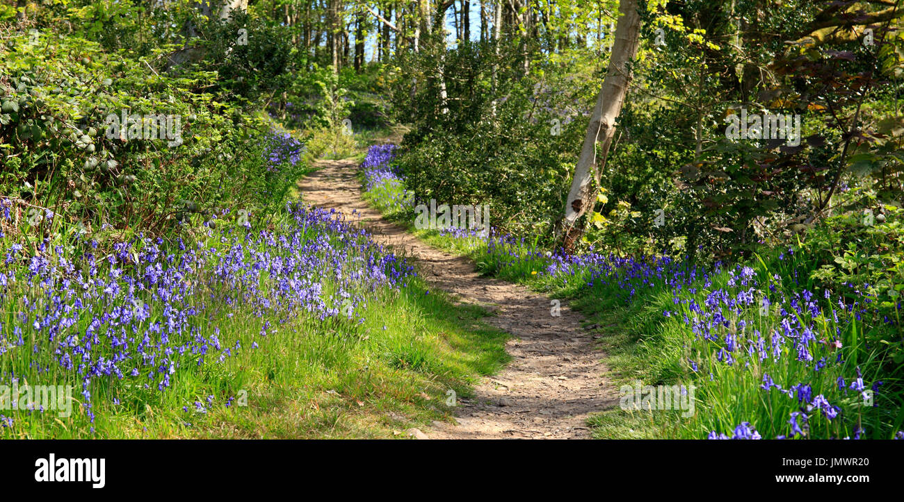 Bluebells line the coast path from Tenby to Saundersfoot. Pembrokeshire, Wales, Europe Stock Photo