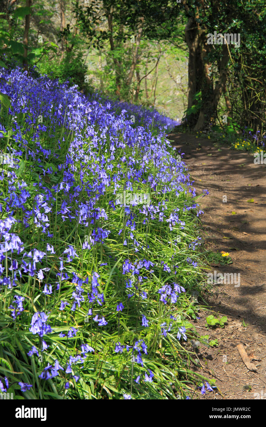 Bluebells line the coast path from Tenby to Saundersfoot. Pembrokeshire, Wales, Europe Stock Photo