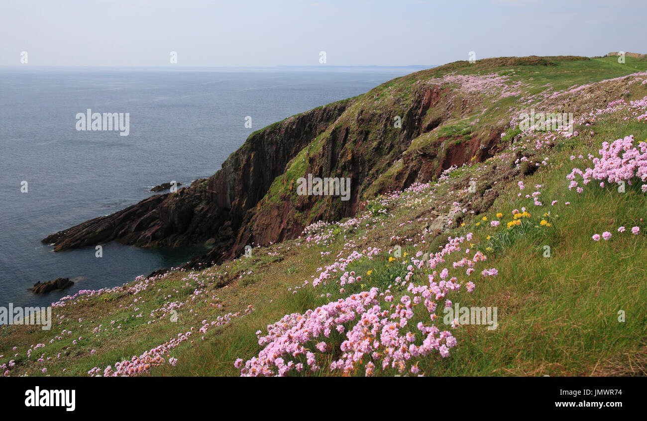 The cliffs of Caldey Island, Pembrokeshire, Wales, Europe Stock Photo
