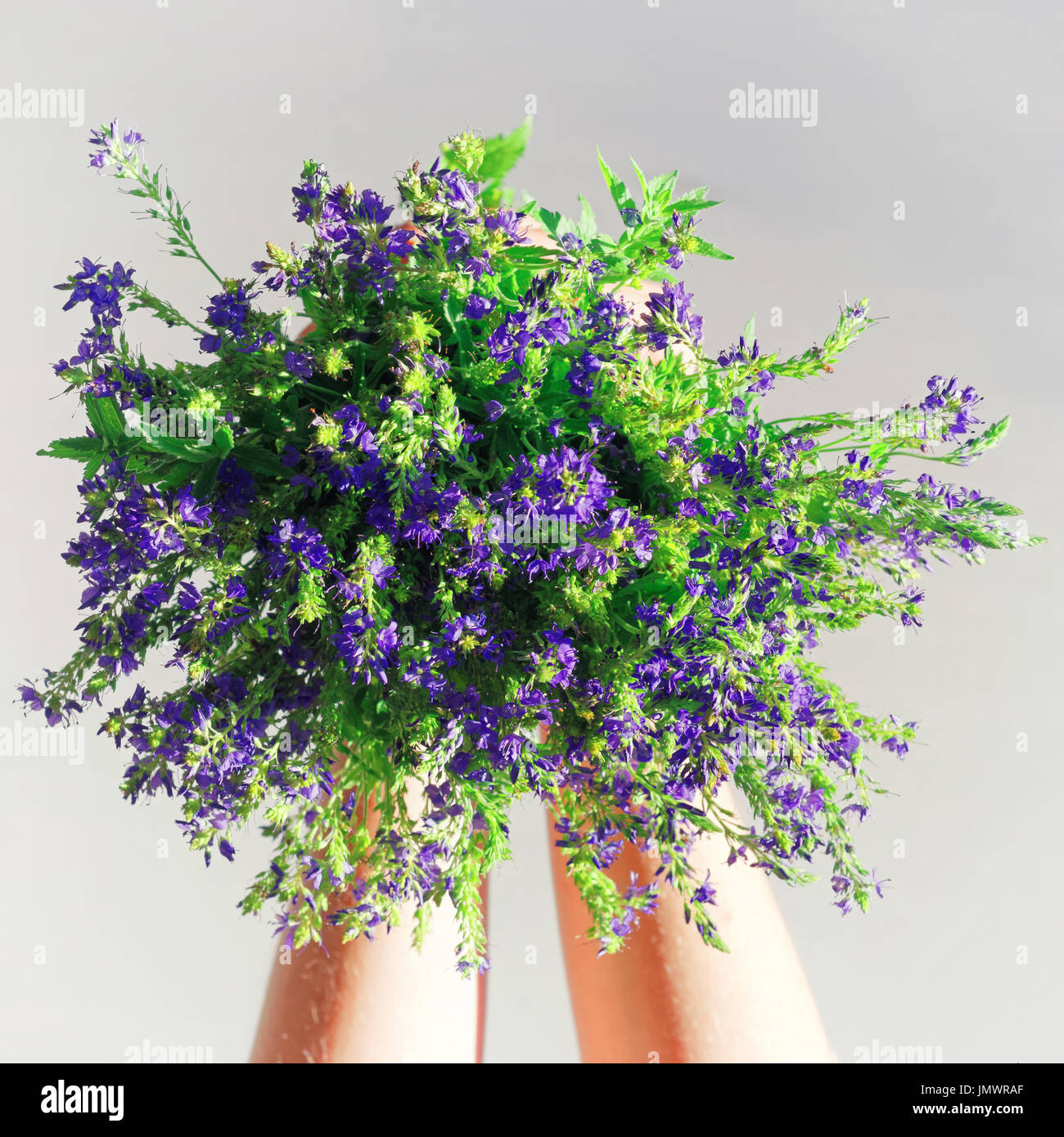 Bunch of purple field flowers in the girl hands Stock Photo - Alamy