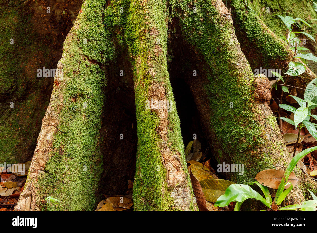 Buttress tree roots in rainforest Stock Photo Alamy