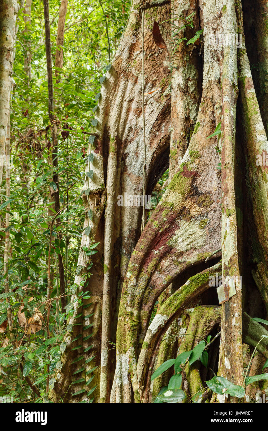 Buttress tree roots in rainforest Stock Photo Alamy