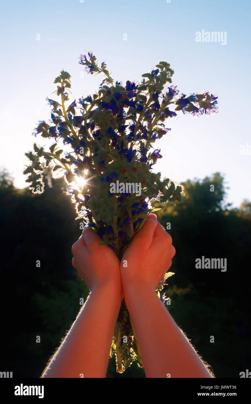 Romantic bunch of purple field flowers at the girl hands Stock Photo ...