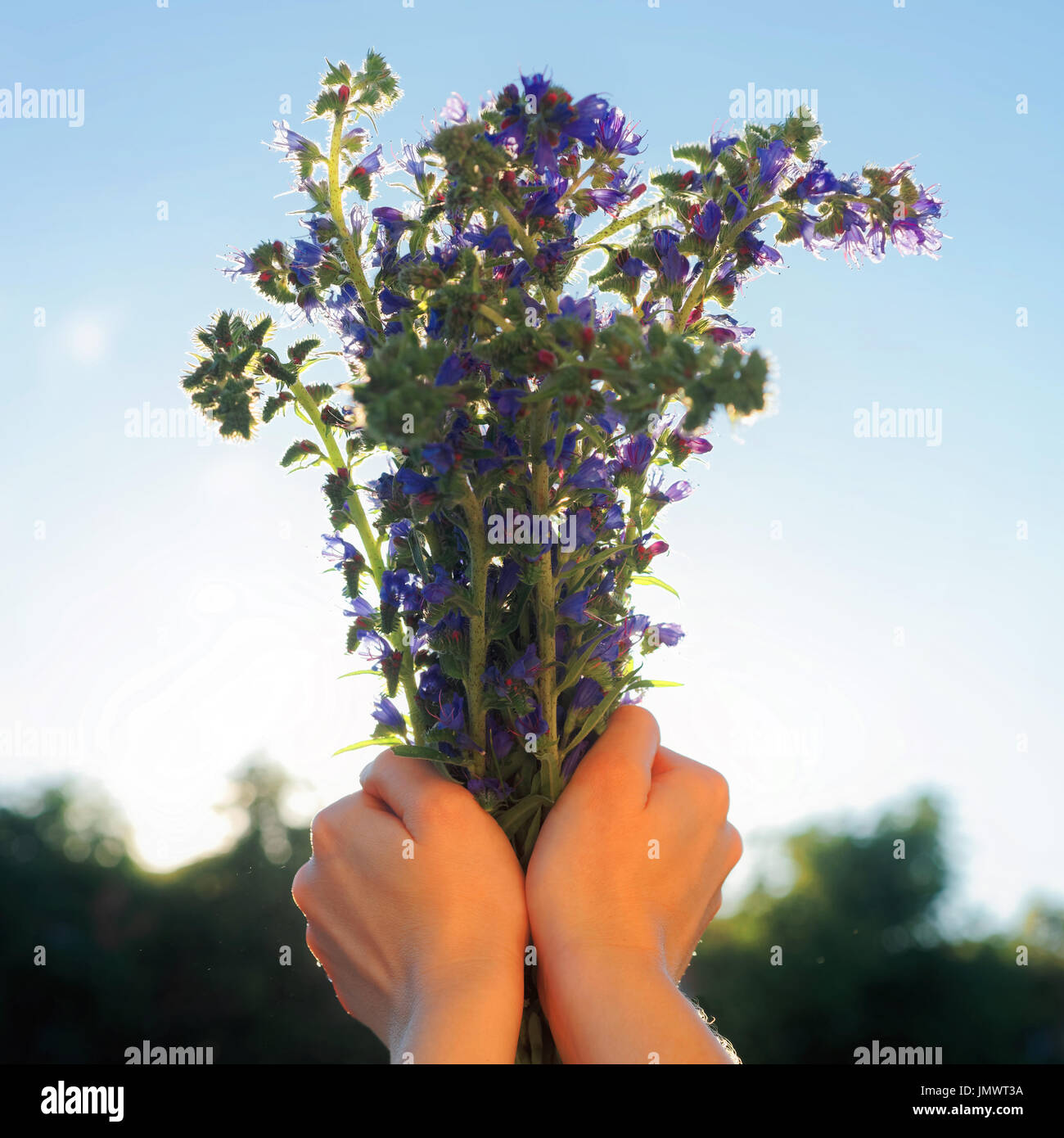 Romantic bunch of purple field flowers in the girl hands Stock Photo ...