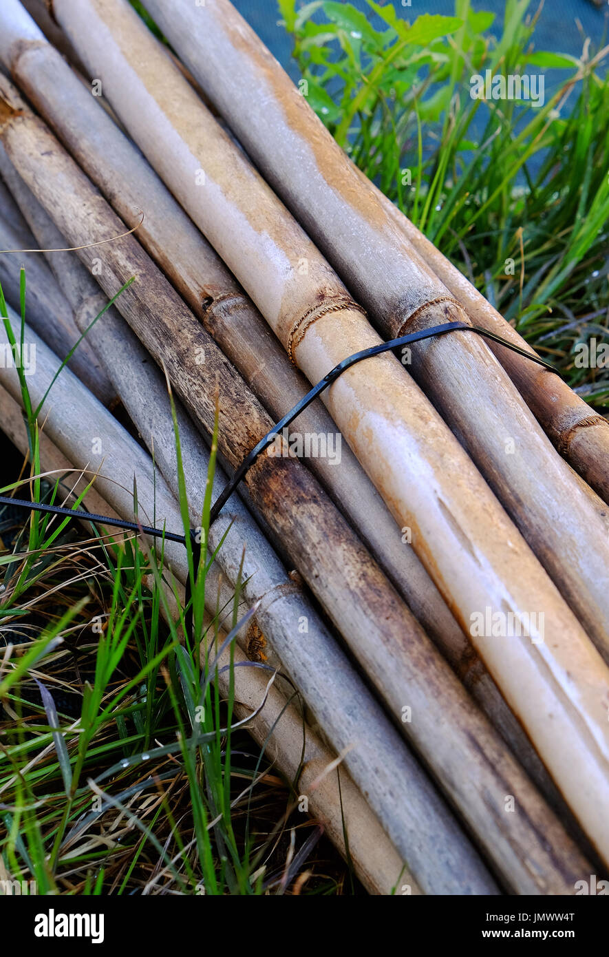 pile of fatwood bind with bamboo strips on grass background Stock Photo