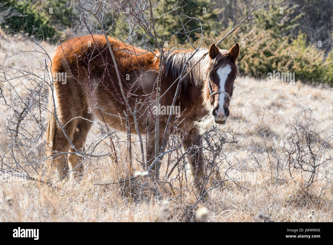 Mountain horses in the wild Stock Photo Alamy