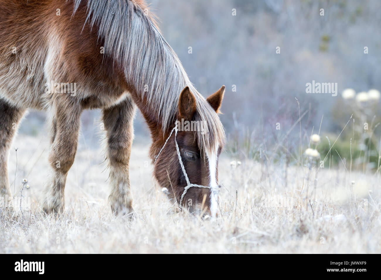 Mountain horses in the wild Stock Photo Alamy