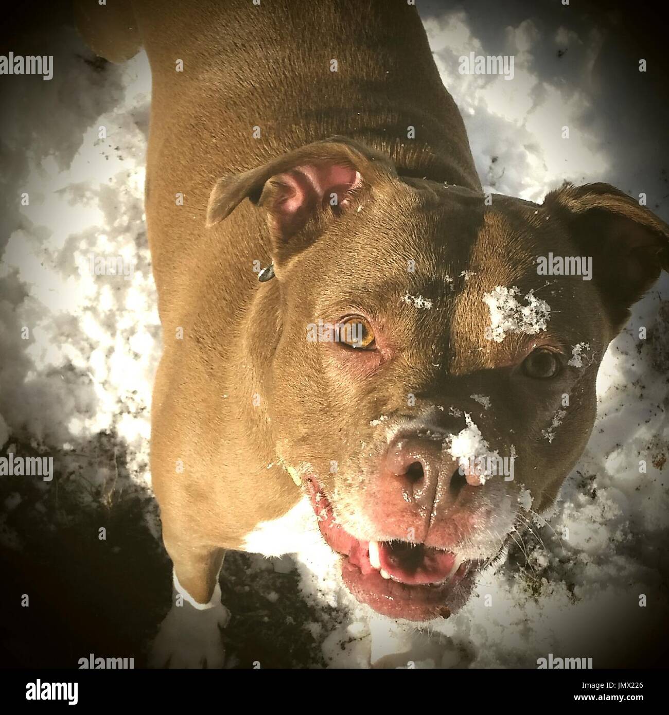 Boxer Dog Aggressive High Resolution Stock Photography and Images Alamy