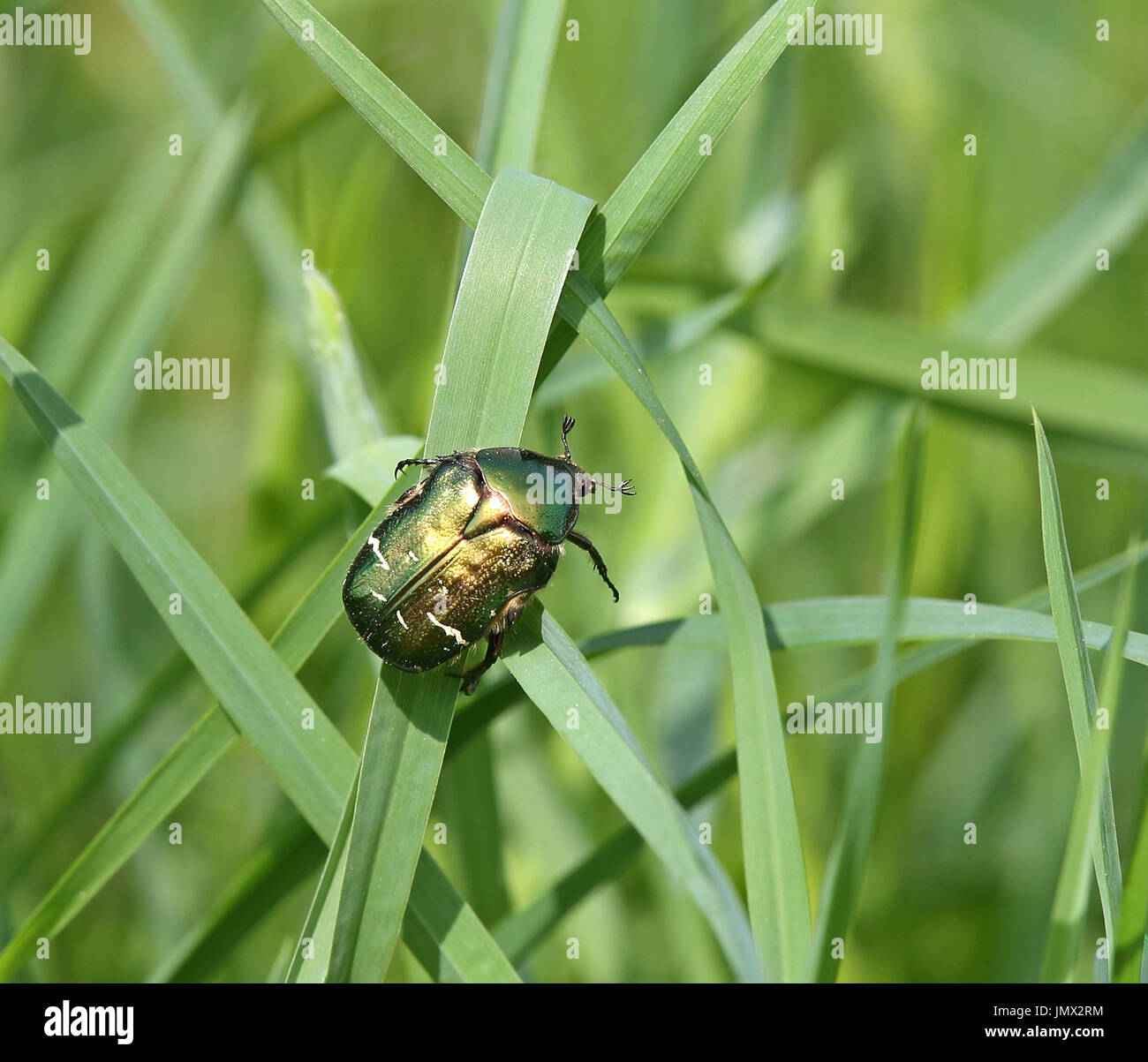 Green rose chafer sitting in grass Stock Photo