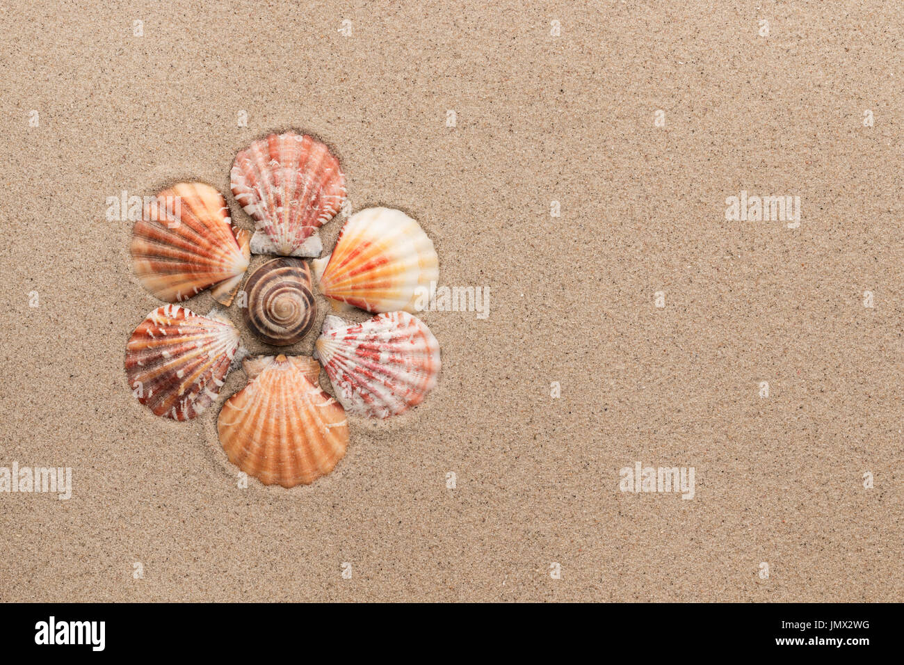 Conceptual daisy made of seashells lying on the sand. View from above ...