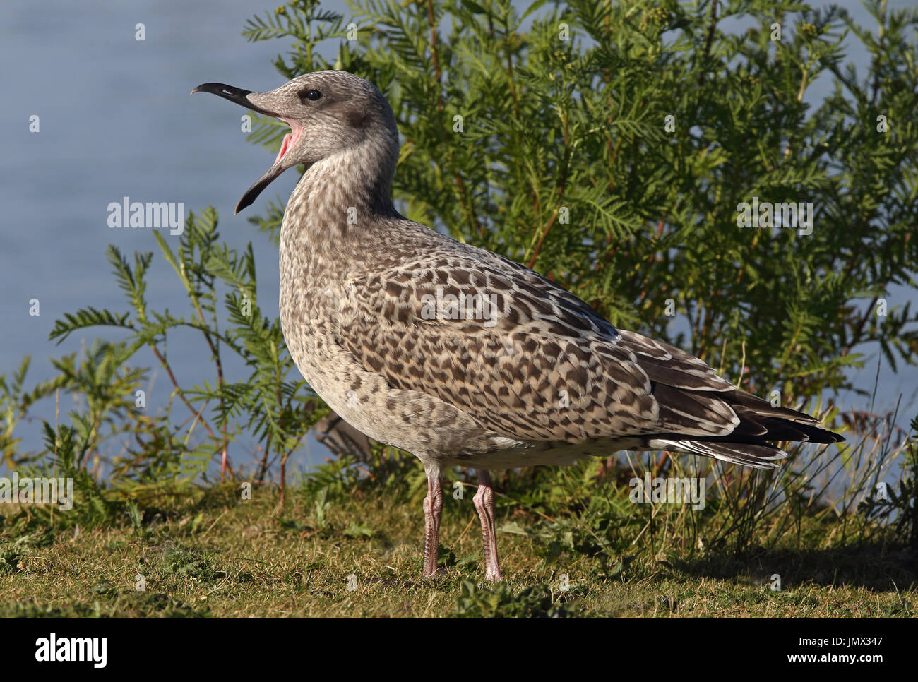 Young European herring gull with beak wide open Stock Photo