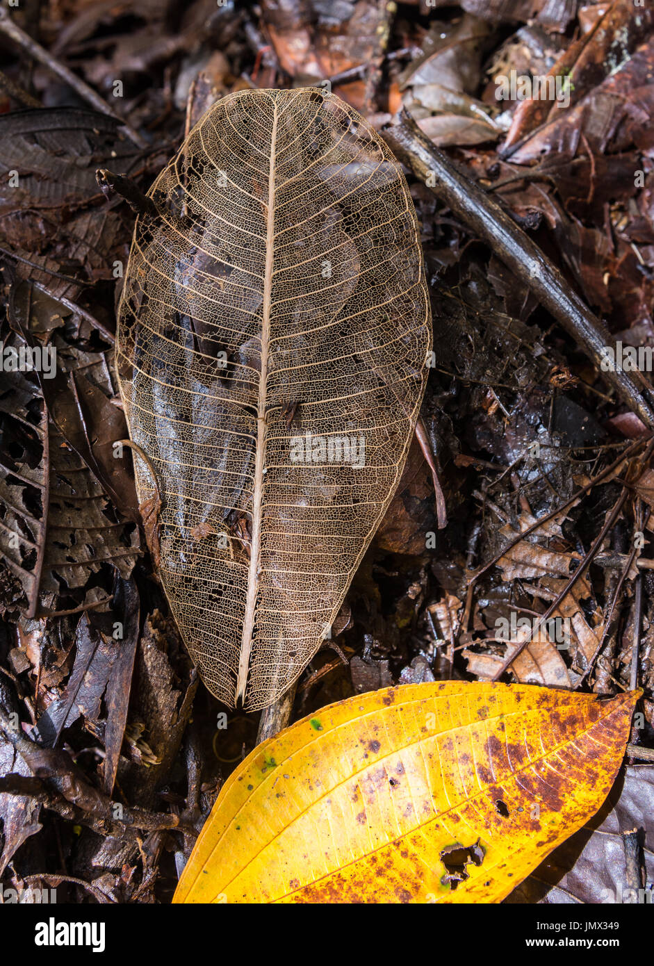 Decayed and about to decay leaves in forest. Colombia, South America. Stock Photo