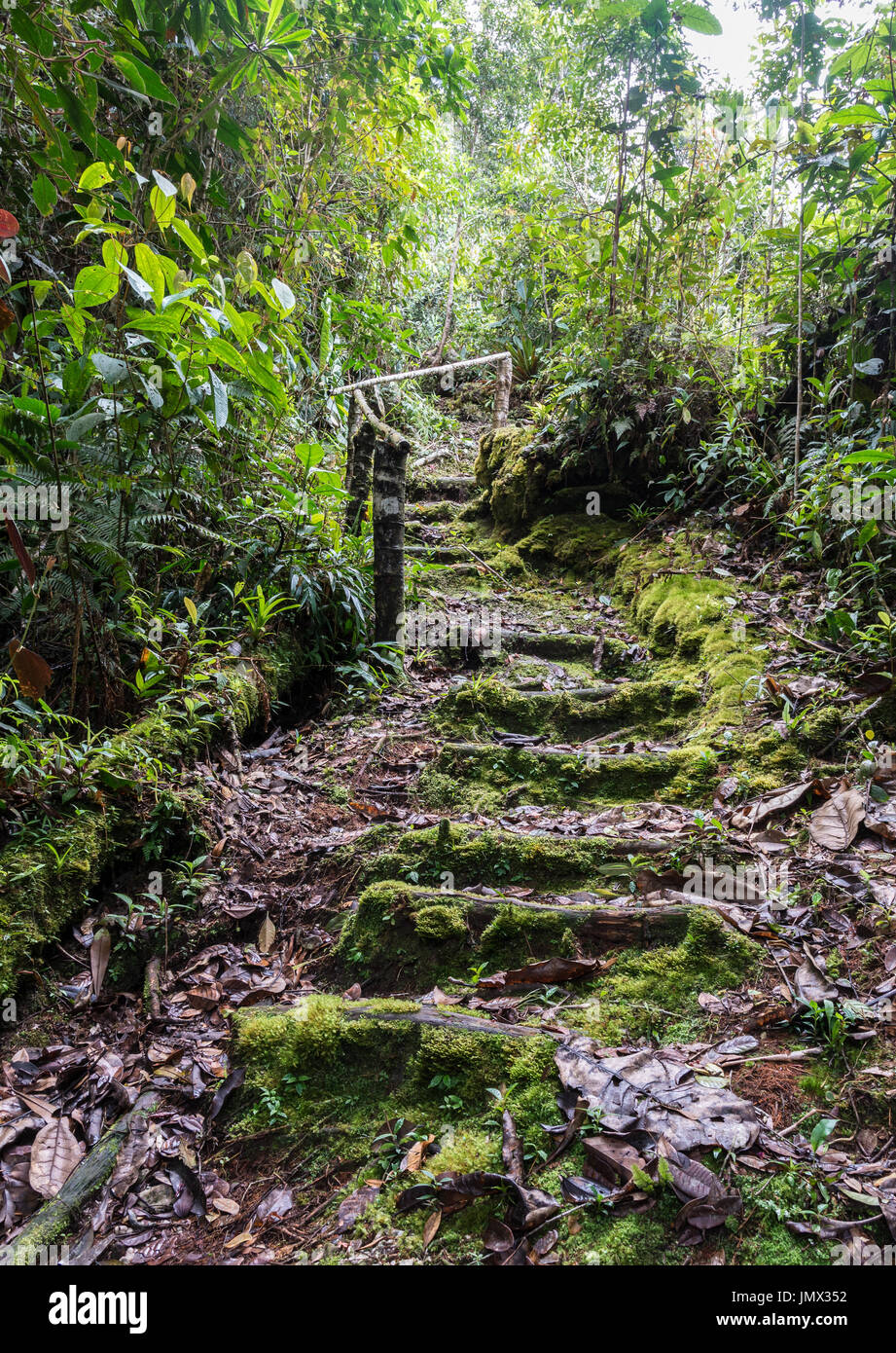 A forest trail covered by lush green moss. Colombia, South America. Stock Photo