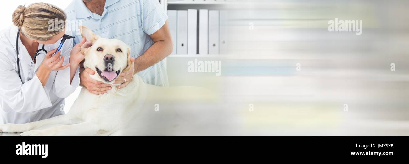 Digital Composite Of Vet Couple Taking Care Of A Big Dog Stock