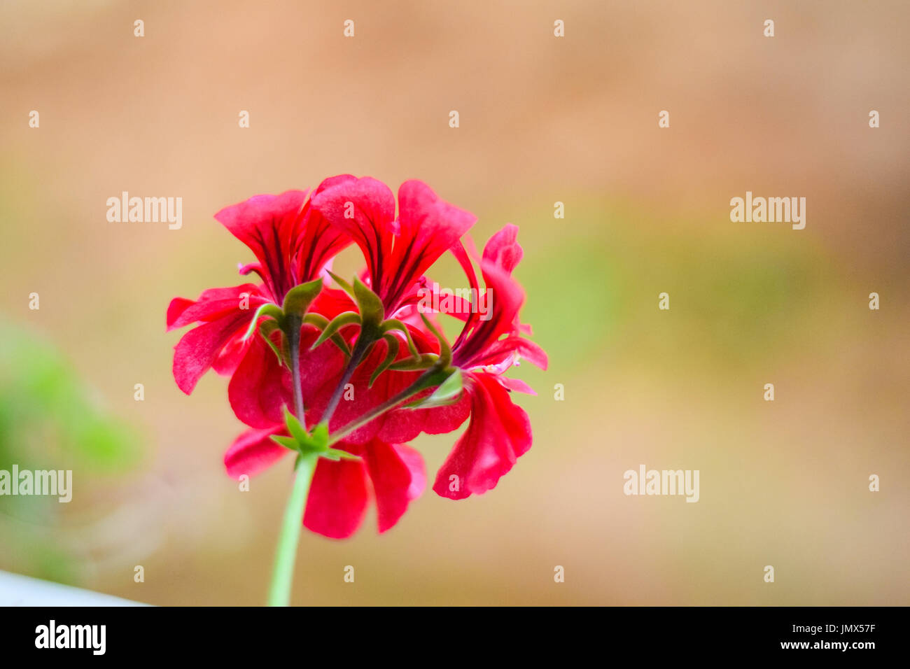 Beautiful blooming flower hi-res stock photography and images - Alamy