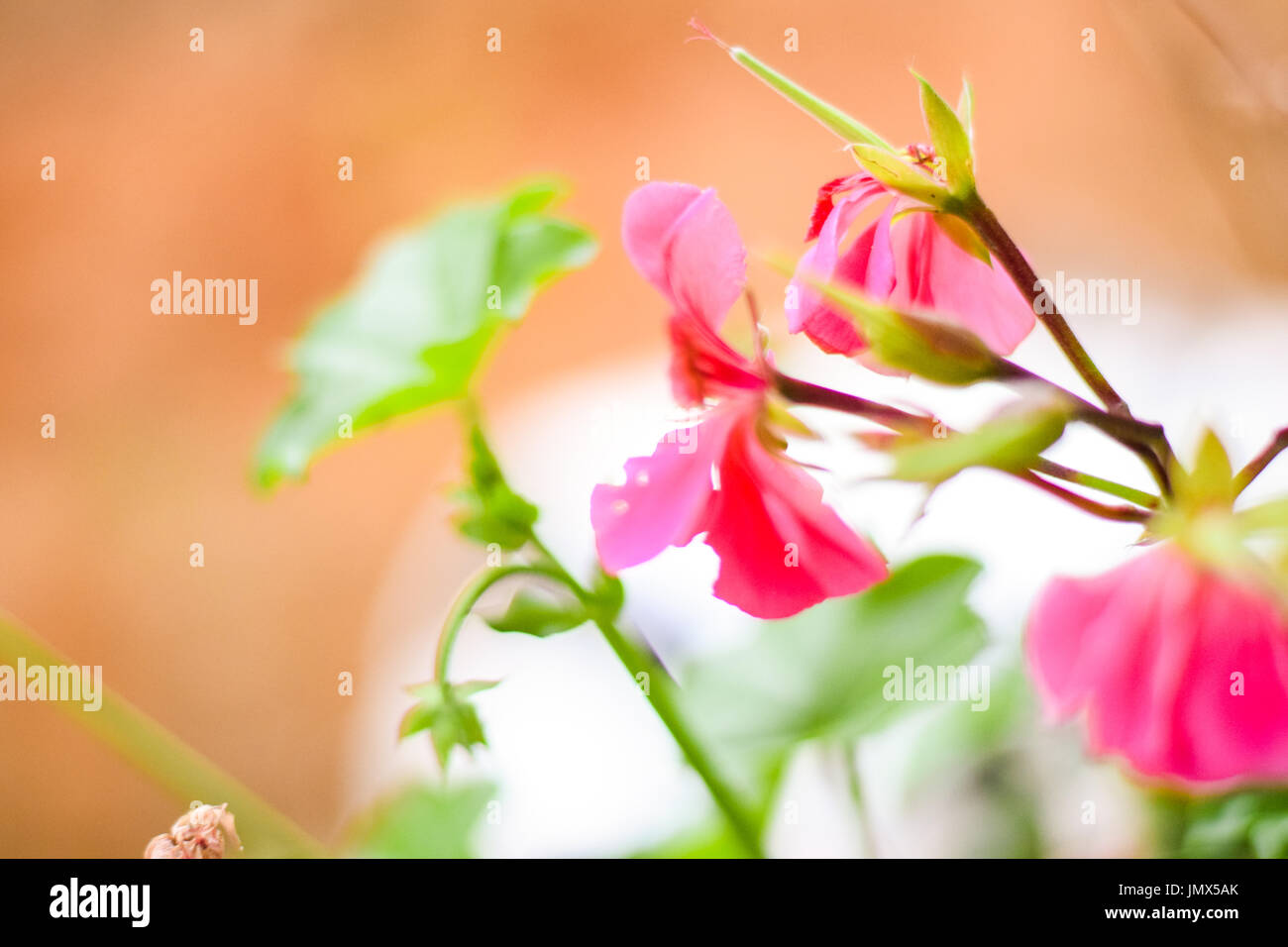 colourful picture of flowers Stock Photo - Alamy