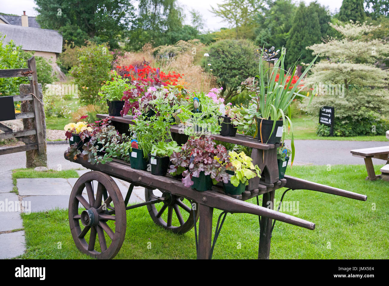 Plants displayed on a wheelbarrow for sale Stock Photo