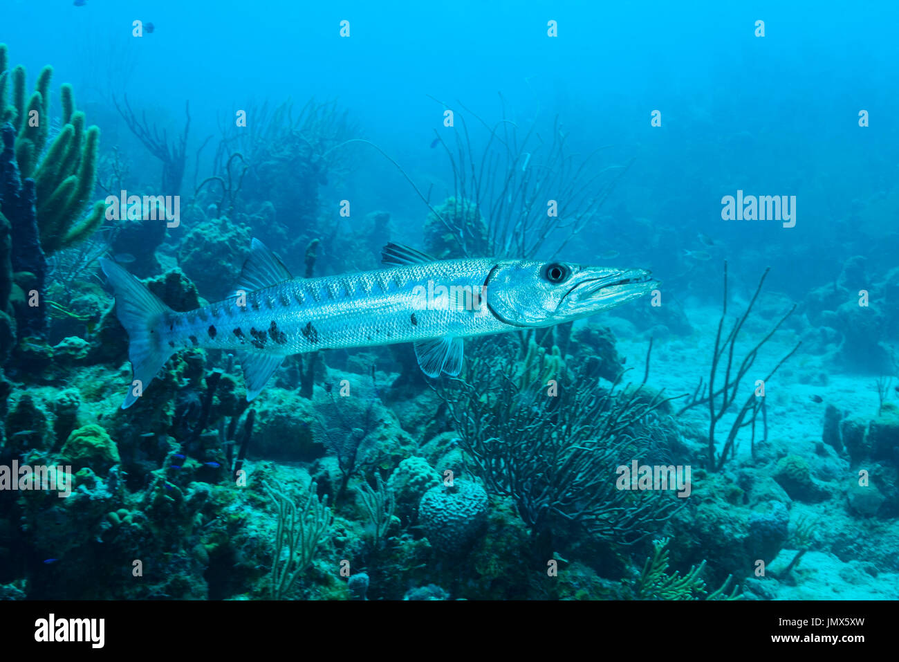 Sphyraena barracuda, Giant Barracuda with Coralreef, Tortola Island, British Virgin Islands, Caribbean Sea Stock Photo