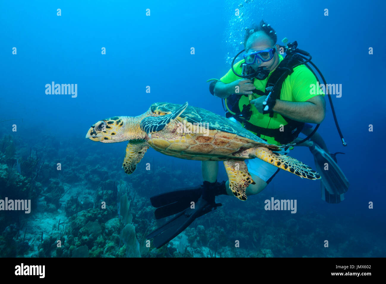 Eretmochelys imbricata imbricata, hawksbill sea turtle, Atlantic subpopulation, Tortola Island, British Virgin Islands, Caribbean Sea Stock Photo