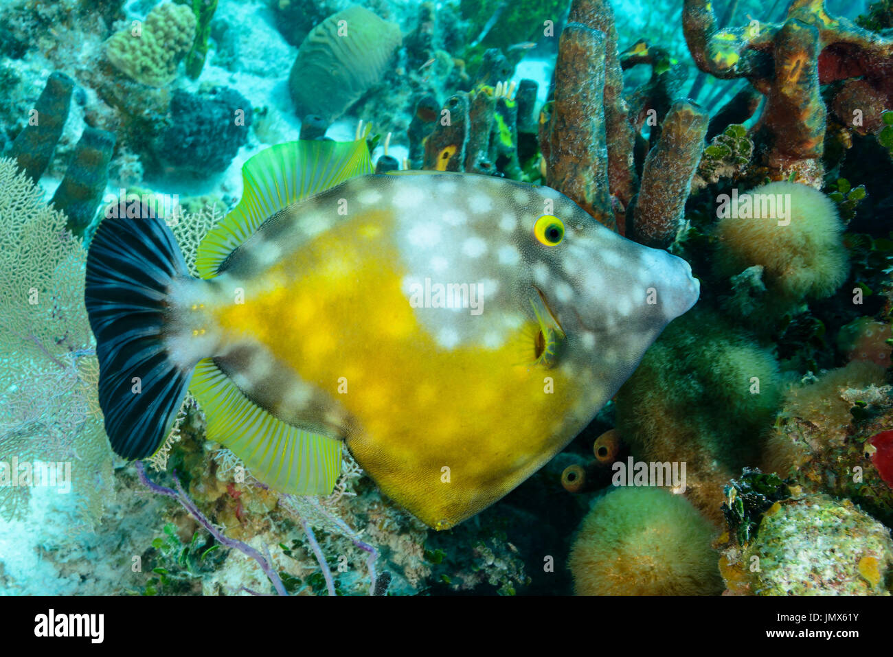 Cantherhines macrocerus, American whitespotted filefish, Tortola Island, British Virgin Islands, Caribbean Sea Stock Photo