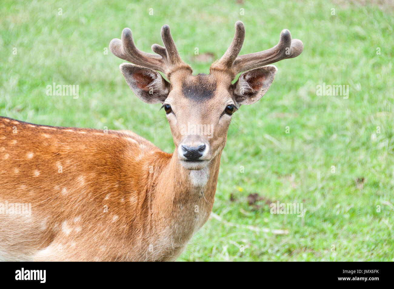 The fallow deer (Dama dama) Stock Photo