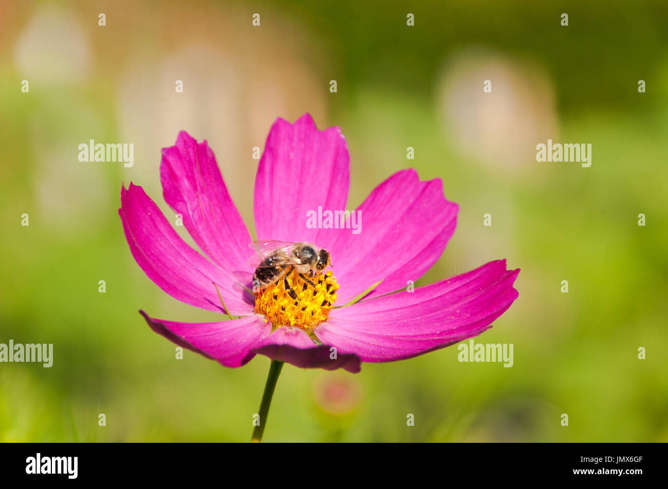 Honey bee isolated hi-res stock photography and images - Alamy