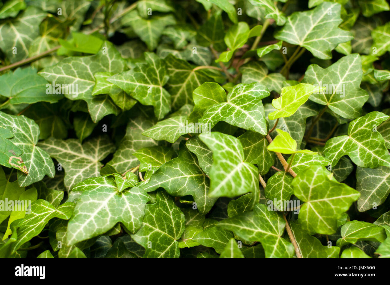 Ivy (Hedera) Stock Photo