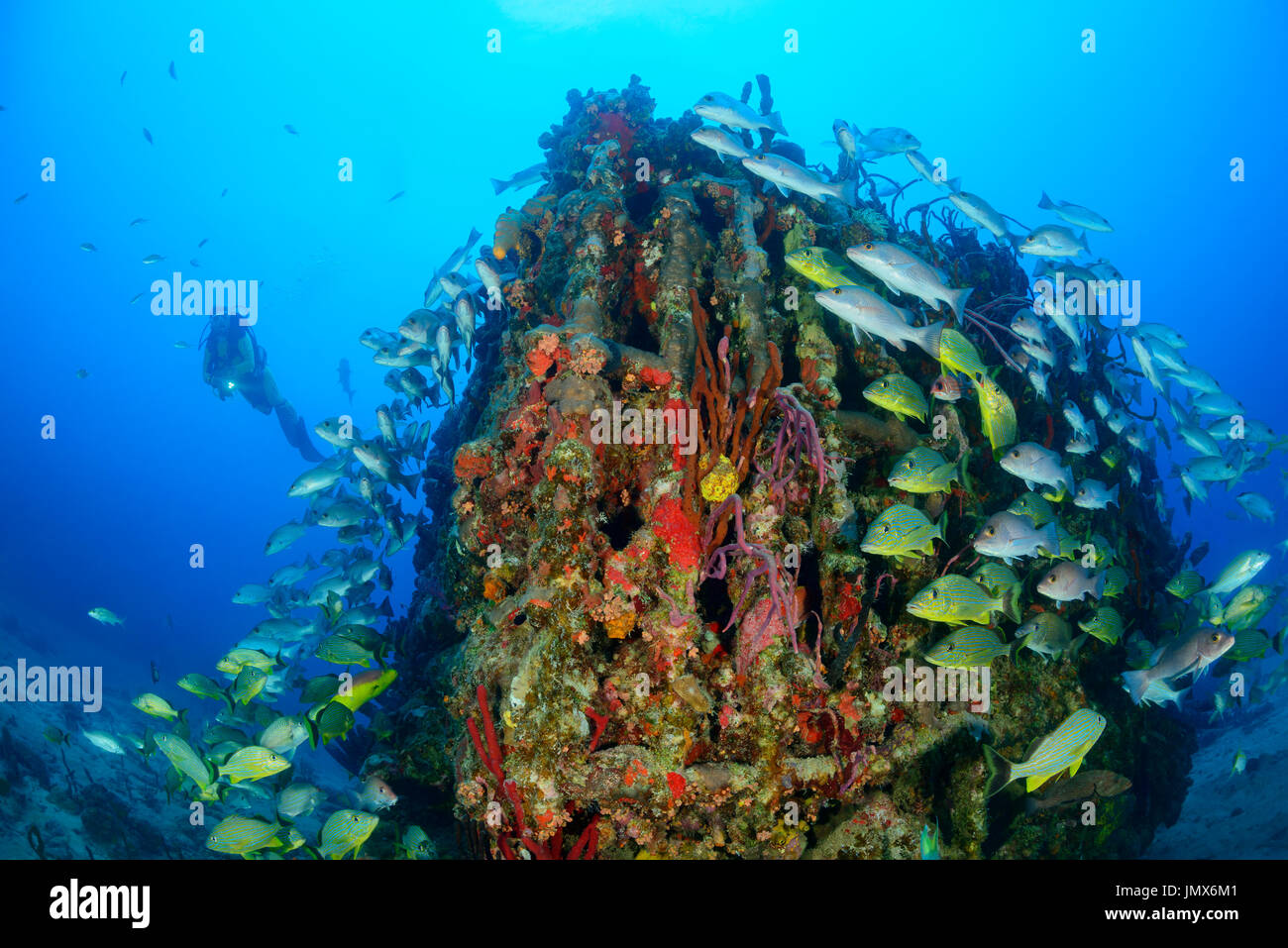 Condenser from Shipwreck Rhone and scuba dive, blue striped grunts and mahogany snapper, Virgin Gorda Island, British Virgin Islands, Caribbean Sea Stock Photo