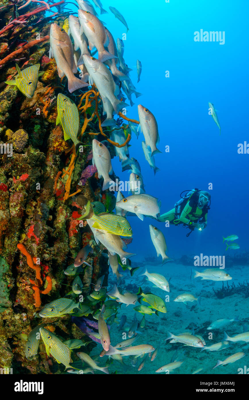 Condenser from Shipwreck Rhone and scuba dive, blue striped grunts and mahogany snapper, Virgin Gorda Island, British Virgin Islands, Caribbean Sea Stock Photo