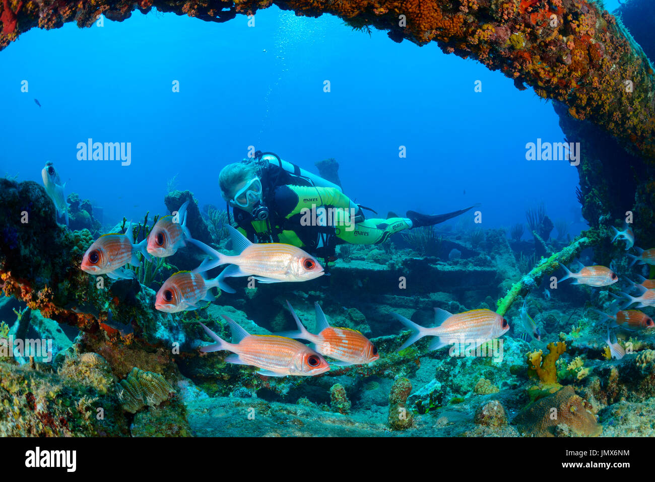 Neoniphon marianus, Longjaw or Lomgspine squirrelfish on Shipwreck Rhone, Virgin Gorda Island, British Virgin Islands, Caribbean Sea Stock Photo