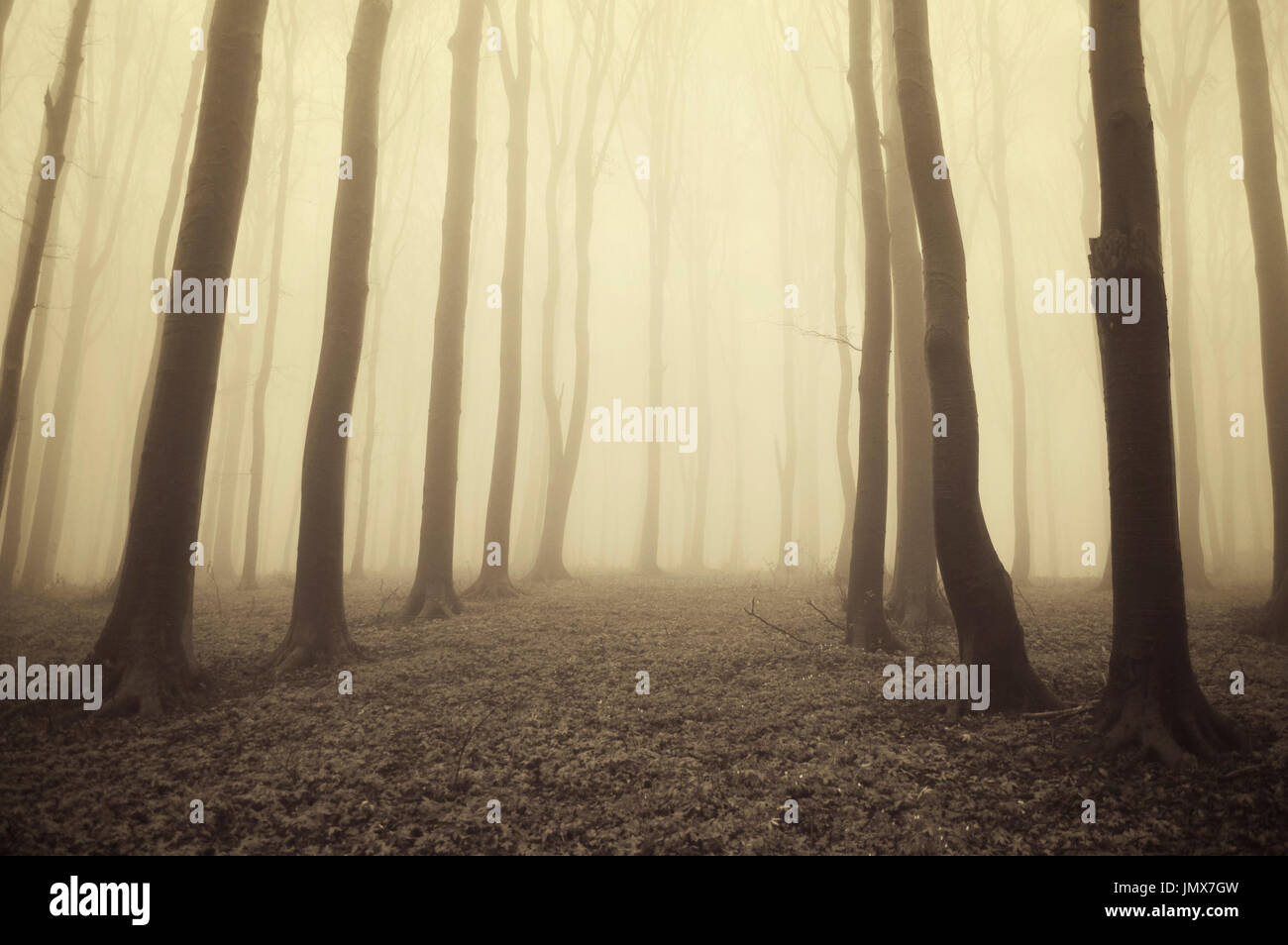 mysterious forest landscape with trees in fog Stock Photo