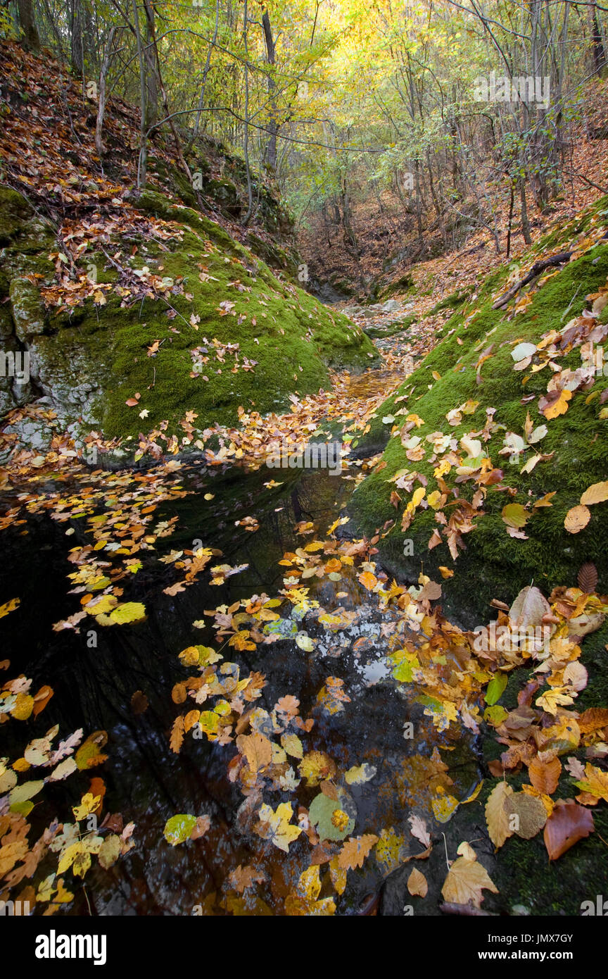 autumn landscape with fallen leaves on forest floor Stock Photo