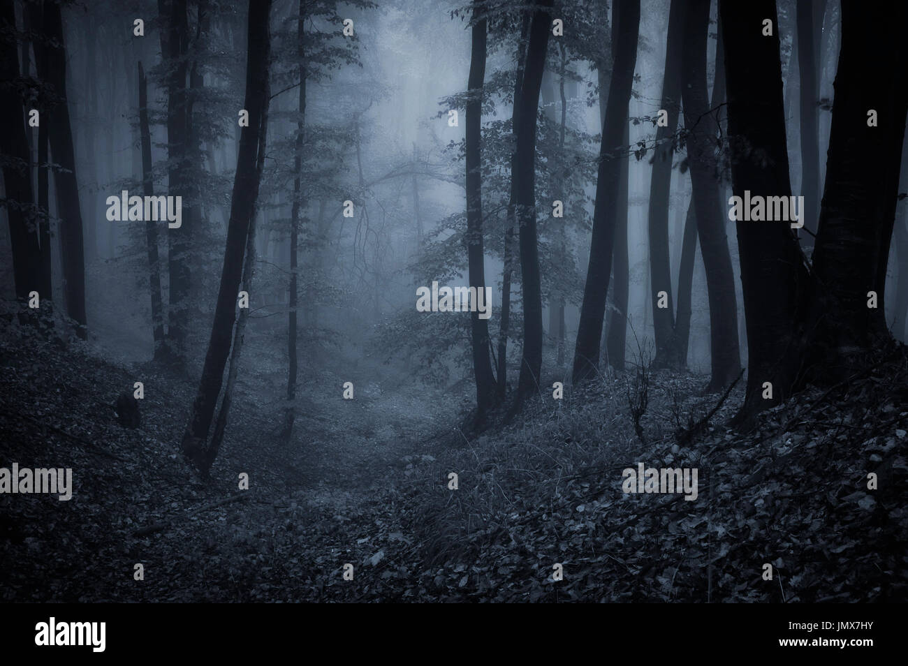 scary dark forest at night Stock Photo