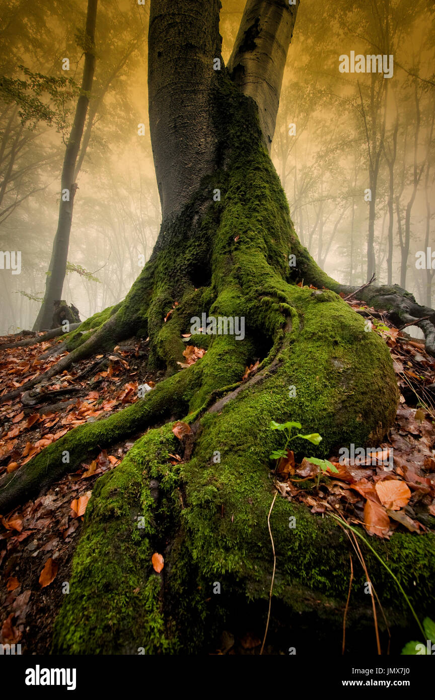 low angle view of old tree roots in misty autumn forest Stock Photo
