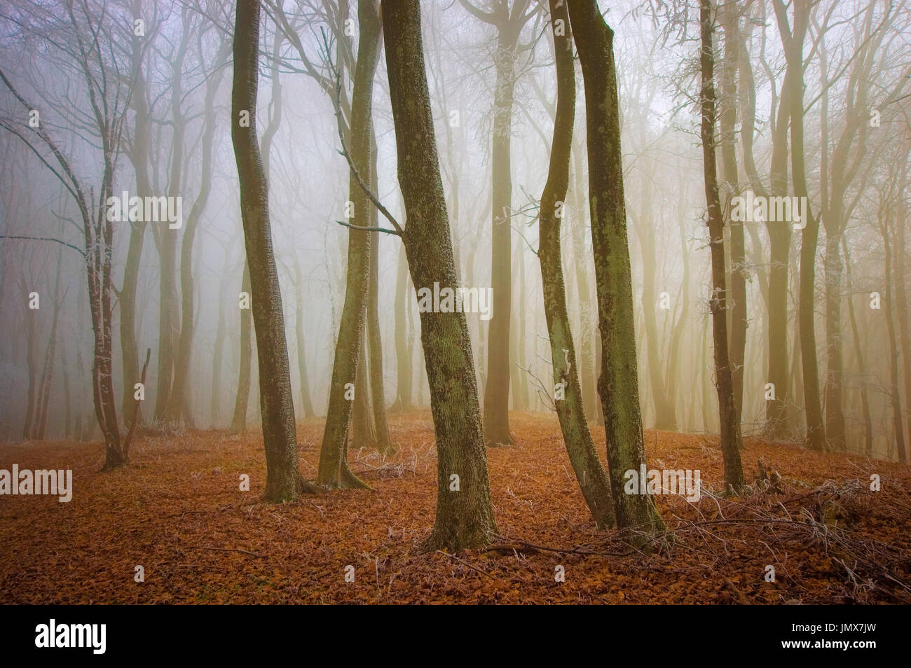 forest fog landscape Stock Photo