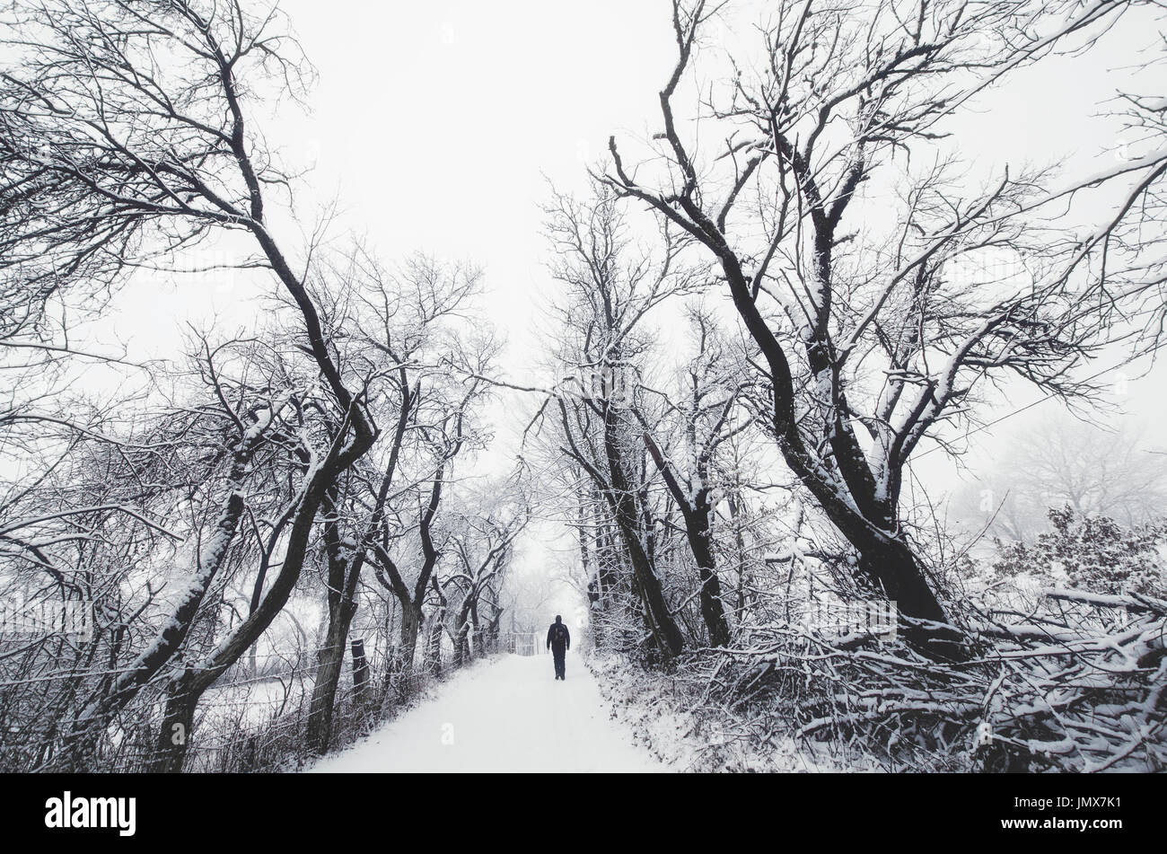 man walking on snowy path between scary trees in winter, fantasy landscape Stock Photo