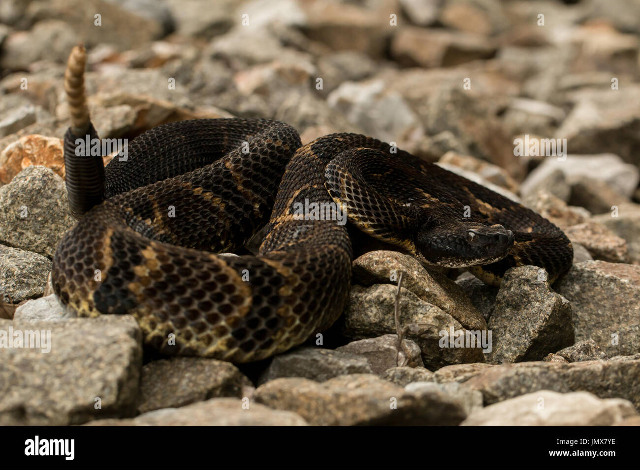 Timber rattlesnake - Crotalus horridus Stock Photo