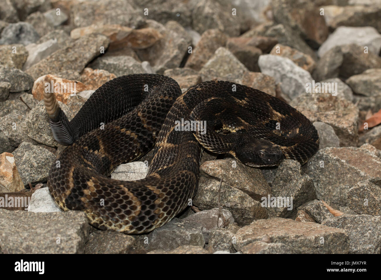 Timber rattlesnake - Crotalus horridus Stock Photo - Alamy