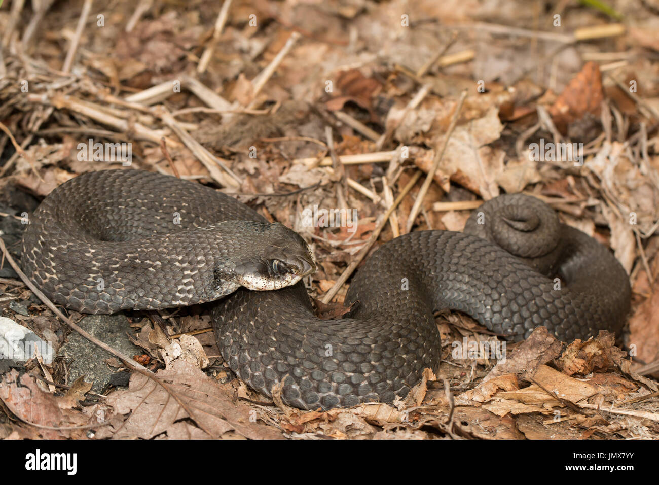 heterodon platirhinos, black phase, playing dead, cumberla…