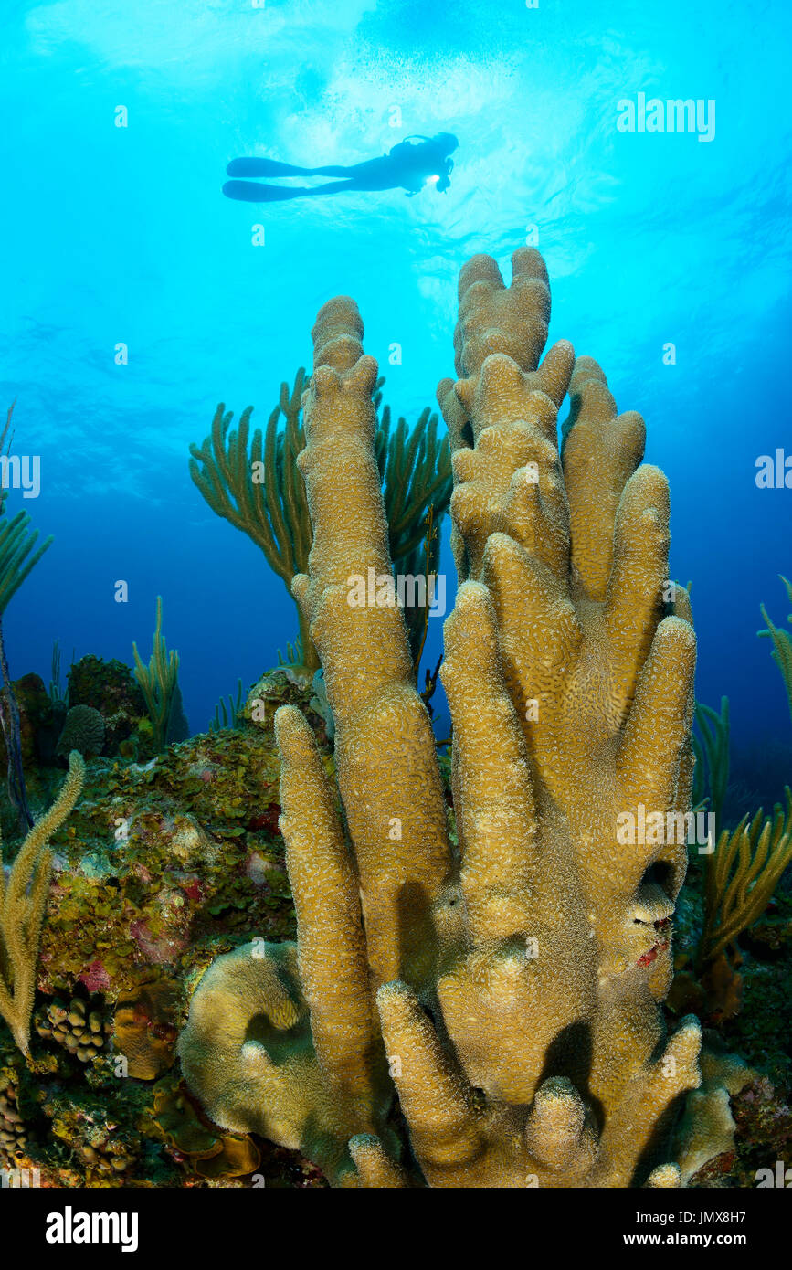 Dendrogyra cylindricus, Caribbean Coralrreef with pillar coral and scuba diver, Cooper Island, British Virgin Islands, Caribbean Sea Stock Photo