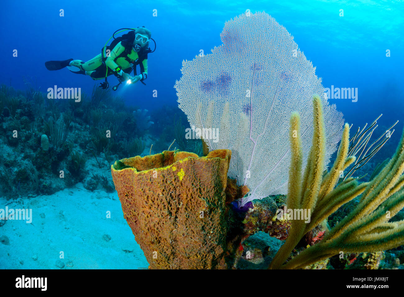 Gorgonia sp., Caribbean Coralreef and scuba diver with Gorgonia, Cooper Island, British Virgin Islands, Caribbean Sea Stock Photo